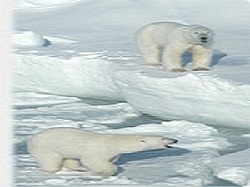 Effects of Climate Change on Polar Bears